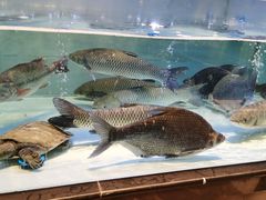 -虾饺妹·酒家(海珠广场店)