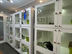 -青奢宠物·青奢猫舍