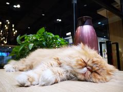 -藏猫猫咖啡主题馆(中央大道店)