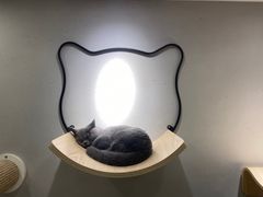 -飞行喵MR PILOT|猫舍·猫咖(静安大融城店)