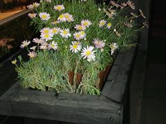 android_upload_pic-COVA(新天地Xintiandi店)