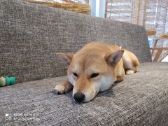-南京Hallo宠物乐园·哈罗犬舍·柴犬繁育基地