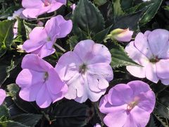 -徐家汇源景区-衡山公园