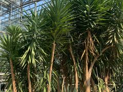 -南山植物园