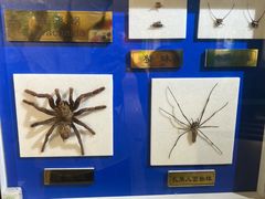 -上海昆虫博物馆