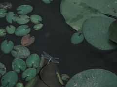 -宁波杭州湾国家湿地公园