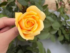 -亚龙湾国际玫瑰谷