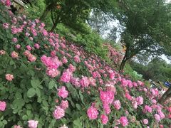 -秀丽东方