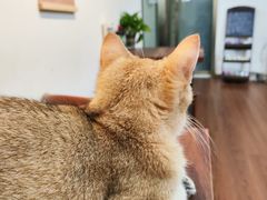 -楼上猫咖(罗湖店)