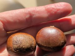 -秋栗香(地安门店)