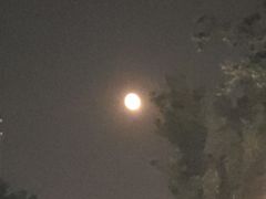 -花悦豆香