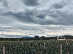 -北京张裕爱斐堡酒庄