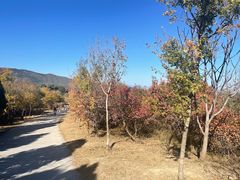 -北京西山国家森林公园