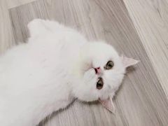 -柚子猫舍·精品猫舍购猫·猫咪认养·购宠·宠物店