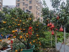 -大眼强五杯鹅·桑拿鸡煲