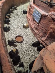 -Zoolung Zoolung动物主题公园(海信广场店)