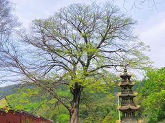 -冶父山国家森林公园