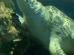 -上海海洋水族馆