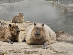 -北京野生动物园