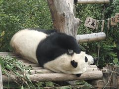 -青藏高原野生动物园