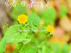 -南汇桃花村