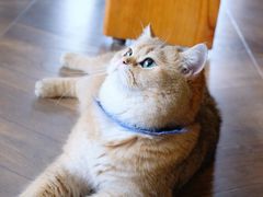 -蓝鲸·缅因猫舍