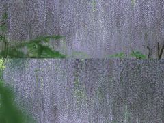 -广富林郊野公园