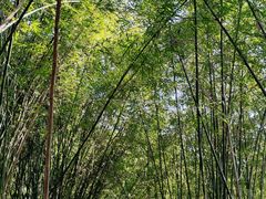 -铁山坪森林公园