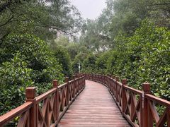 -大亚湾红树林城市湿地公园