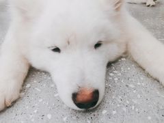 -Let's go狗咖·猫咖·奶狗·桌游(春熙路IFS店)