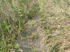 -盐城丹顶鹤湿地生态旅游区