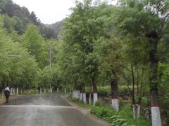 -王顺山国家森林公园