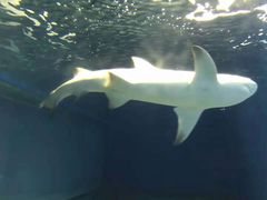 -北戴河圣蓝海洋公园