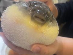 -肆月河豚·新淮扬(金融街店)