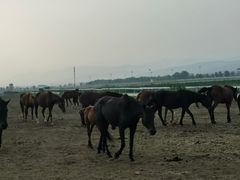 -敕勒川草原文化旅游区