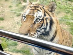-贵州森林野生动物园
