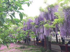 -嘉定紫藤园