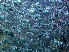 -海合安青岛极地海洋公园