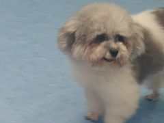 -博特宠物医院24h犬猫全科.骨科·异宠