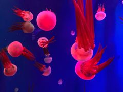 -成都浩海立方海洋公园