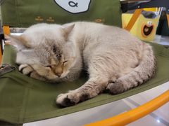 -平行世界·猫咖(首经贸店)