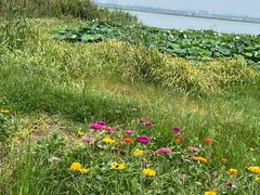 -莲花岛景区