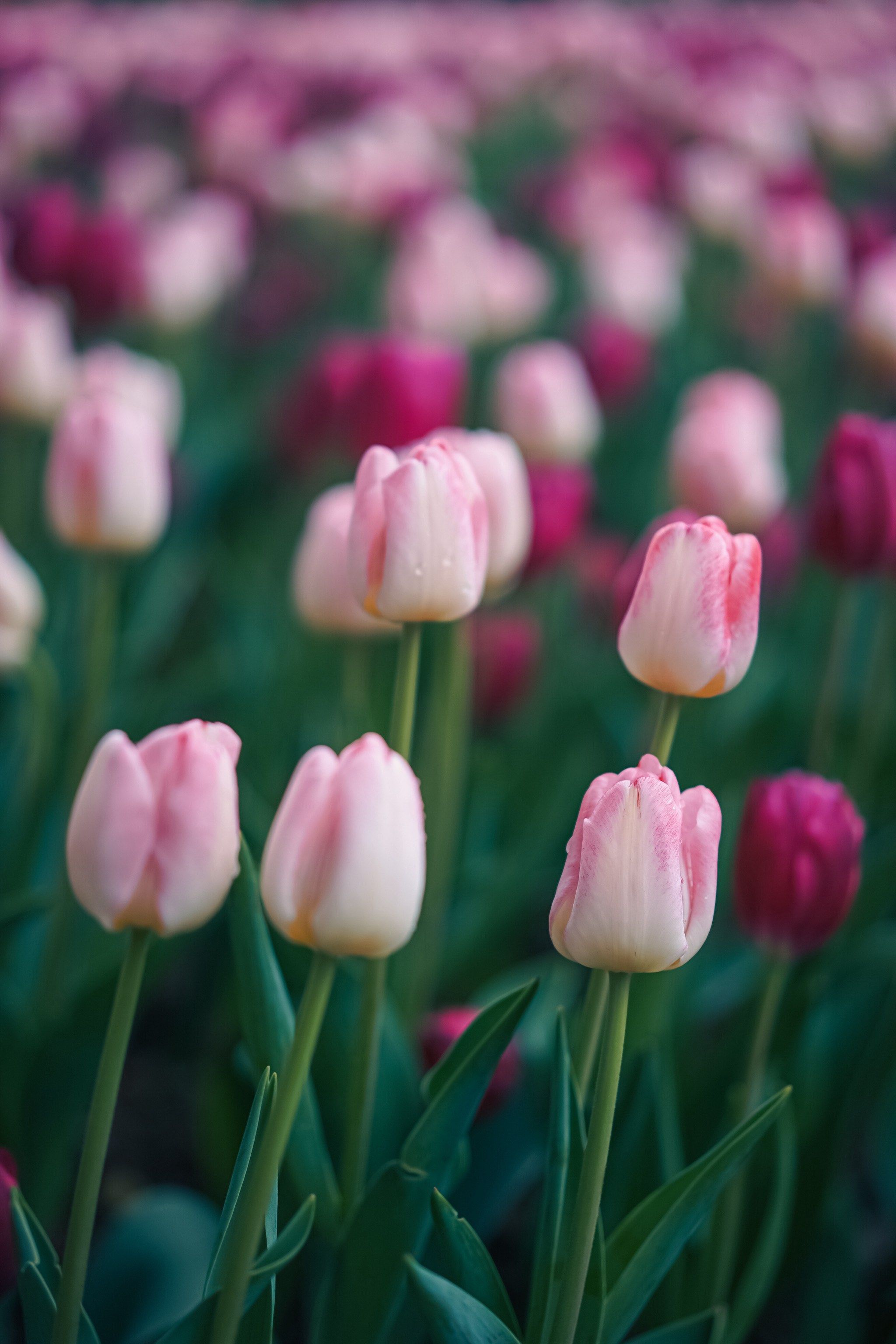 荷兰花卉世界的郁金香