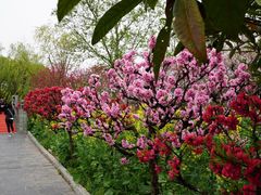-南汇桃花村