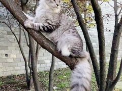 -70cat德文卷毛猫·缅因猫纯种猫舍