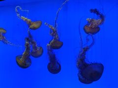 -上海海洋水族馆