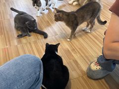 -喵小馆·猫咖狗咖猪咖·饮品店