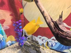-烟台海昌鲸鲨海洋公园