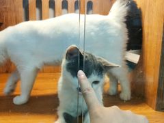 -叮叮猫咪生活馆