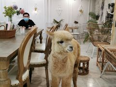 -共舞时光猫咖·狗咖(新街口店)